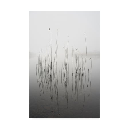 David Ahern 'Silence Grass' Canvas Art,30x47